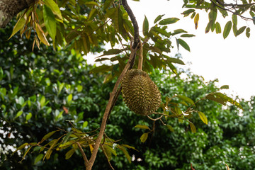 Durian - king of tropical fruit, on a tree branch in the orchard. Fresh durian on a tree in gardening system. Durian plantation. Durian can grow in suitable conditions. Special and useful plant.