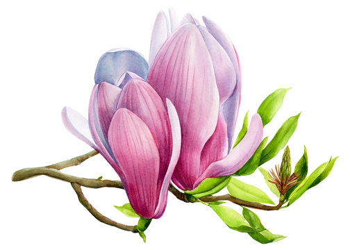 flowering magnolia branch on isolated transparent background, watercolor illustration, hand drawing, botanical painting, beautifull tropical flora