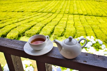 Plantación de té infusión 