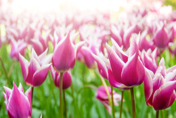 View at beautiful Keukenhof park flower lawns under blue sky during annual exhibition