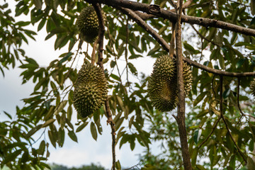 Durian - king of tropical fruit, on a tree branch in the orchard. Fresh durian on a tree in gardening system. Durian plantation. Durian can grow in suitable conditions. Special and useful plant.