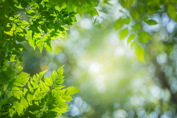 Green leaf for nature on blurred background with beautiful bokeh and copy space for text.