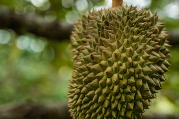 Naklejka na ściany i meble Durian - king of tropical fruit, on a tree branch in the orchard. Fresh durian on a tree in gardening system. Durian plantation. Durian can grow in suitable conditions. Special and useful plant.