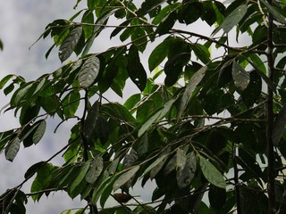Jungle in the subtropical rainforest in mashpi Ecuador