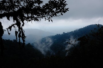 Fototapeta premium Jungle in the subtropical rainforest in mashpi Ecuador