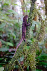 Butterflies in the subtropical region of MASHPI rainforest in Ecuador