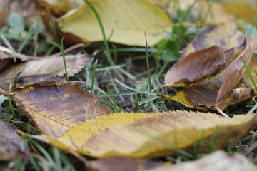 hojas en otoño