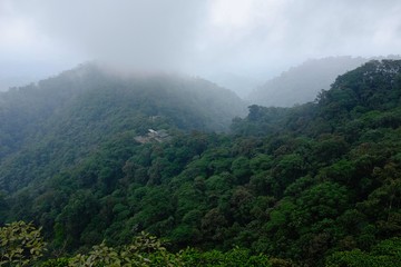 Butterflies in the subtropical region of MASHPI rainforest in Ecuador