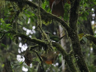 Butterflies in the subtropical region of MASHPI rainforest in Ecuador