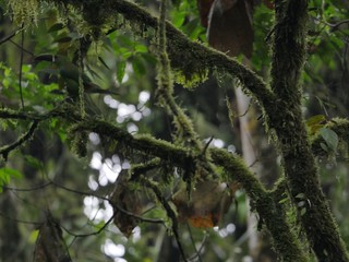 Obraz premium Butterflies in the subtropical region of MASHPI rainforest in Ecuador