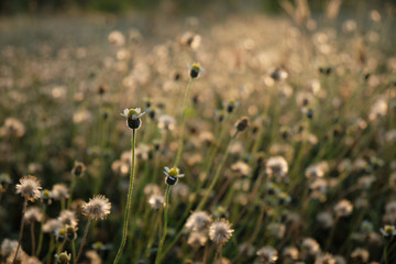 wild flowers blooming closeup with morning sunlight