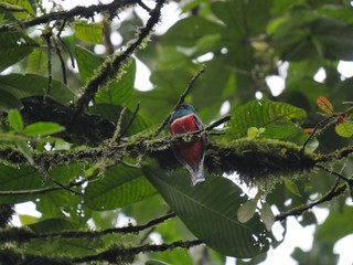 Butterflies in the subtropical region of MASHPI rainforest in Ecuador