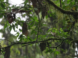 Butterflies in the subtropical region of MASHPI rainforest in Ecuador