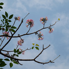 beautiful pink flowers blossom against blue sky background