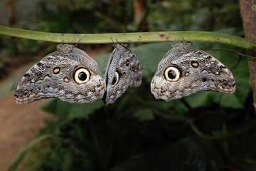 Butterflies in the subtropical region of MASHPI rainforest in Ecuador