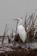 great white egret 