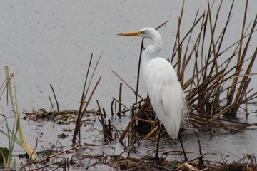 great white egret 
