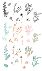 Set of medicinal herbs and leaves on a white background.