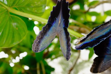 Butterflies in the subtropical region of MASHPI rainforest in Ecuador
