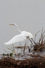 great egret in water
