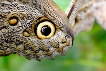 Butterflies in the subtropical region of MASHPI rainforest in Ecuador