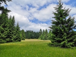 Fototapeta na wymiar Beautiful mountain grassy field with pine forest around it on a nice summer day in the mountains