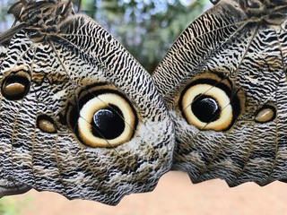 Butterflies in the subtropical region of MASHPI rainforest in Ecuador