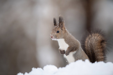 雪の中のエゾリス
