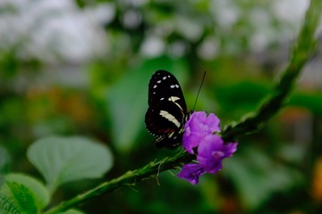 Butterflies in the subtropical region of MASHPI rainforest in Ecuador