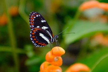 Butterflies in the subtropical region of MASHPI rainforest in Ecuador