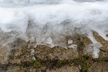 Melting snow on a large dirty paving slab through which wet grass sprouts. Spring mood.