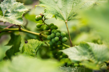 Growing green unripe bunch of grapes. Young green grapes hanging on the vine with green leaves in organic garden. Agriculture.