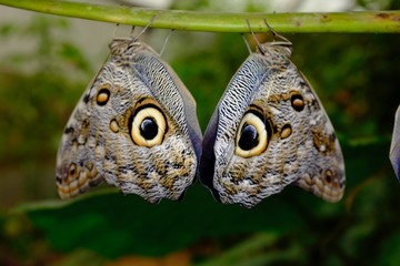 Butterflies in the subtropical region of MASHPI rainforest in Ecuador
