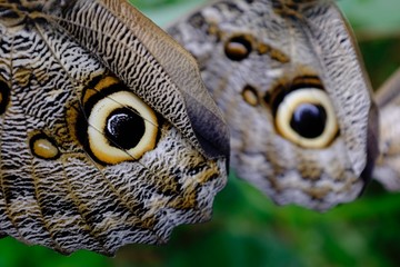 Butterflies in the subtropical region of MASHPI rainforest in Ecuador