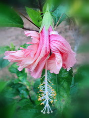 pink hibiscus, the flower is a beautiful tropical, on a green blurred for the background, which is the area for text.