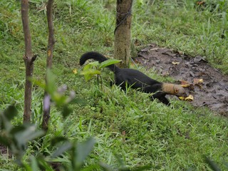 Cabeza de Matte in the subtropical jugnle of Ecuador © Stockgalp