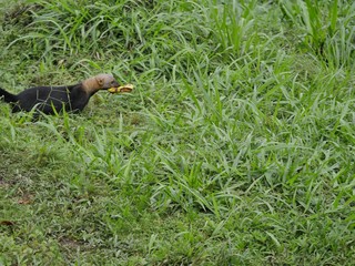 Cabeza de Matte in the subtropical jugnle of Ecuador