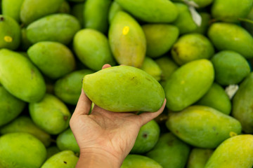 Male hands holding a green juicy fresh mango fruit with a lot of green mangoes on a background. Group of fresh green mango for sell .Thai fruit tropical raw mangoes.