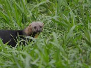 Cabeza de Matte in the subtropical jugnle of Ecuador