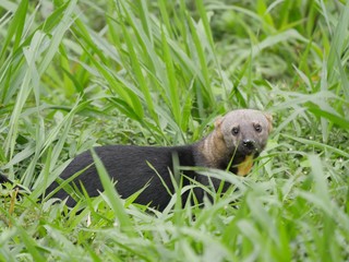 Cabeza de Matte in the subtropical jugnle of Ecuador