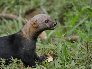 Subtropical rainforest region in Ecuador Mashpi