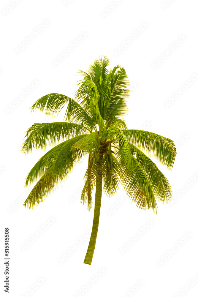 Sticker Coconut tree