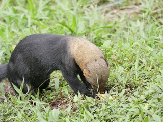 Subtropical rainforest region in Ecuador Mashpi