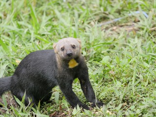 Subtropical rainforest region in Ecuador Mashpi