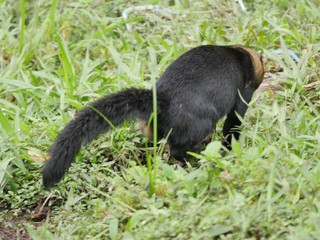 Subtropical rainforest region in Ecuador Mashpi
