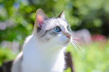 Obraz premium Beautiful white cat with blue eyes in summer in the garden
