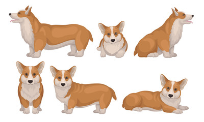 Welsh Corgi Dog in Different Poses Vector Set. Puppy with Short Legs and Red Coat