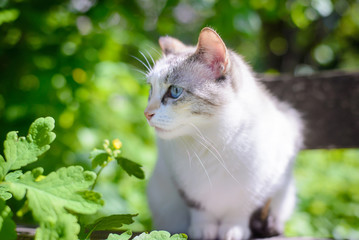 Beautiful white cat with blue eyes in summer in the garden