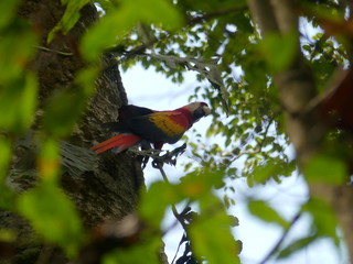 Roter Ara in Costa Rica