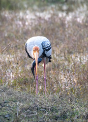 Painted stork Bird eating Fish